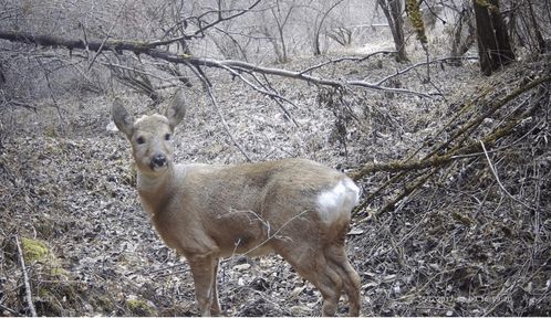 生物多樣性保護重大工程 7 建立紅外相機觀測網(wǎng)絡,還原野生動物真實風貌